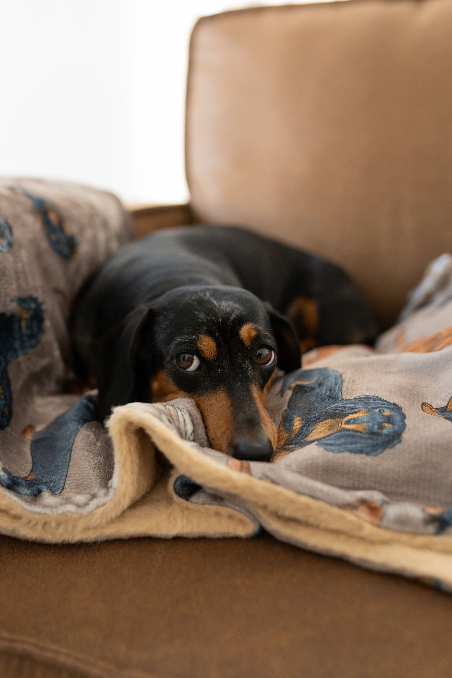 Large Throw Blanket- Dachshund