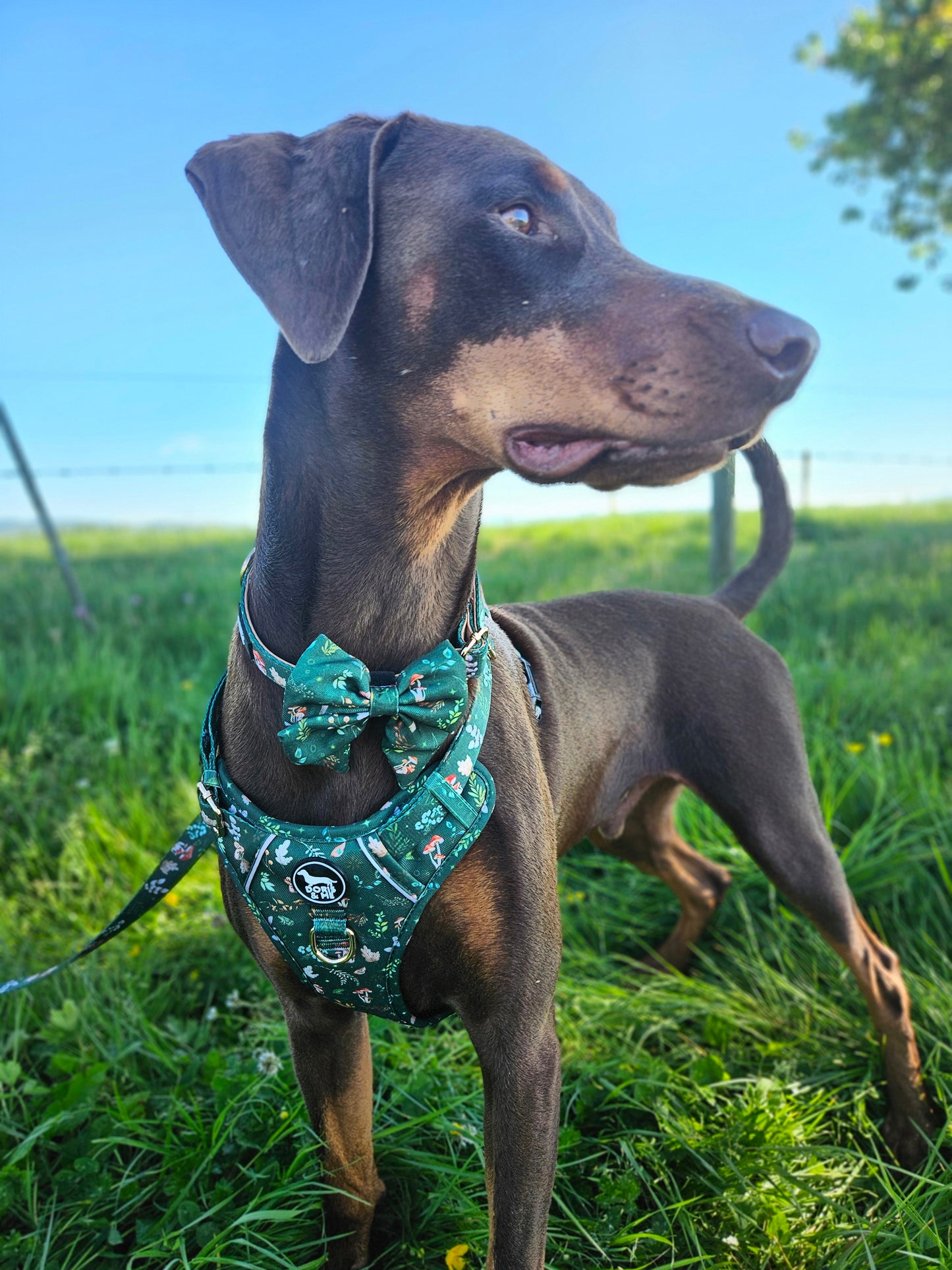 Shroomies & Zoomies- Tough Tails Harness