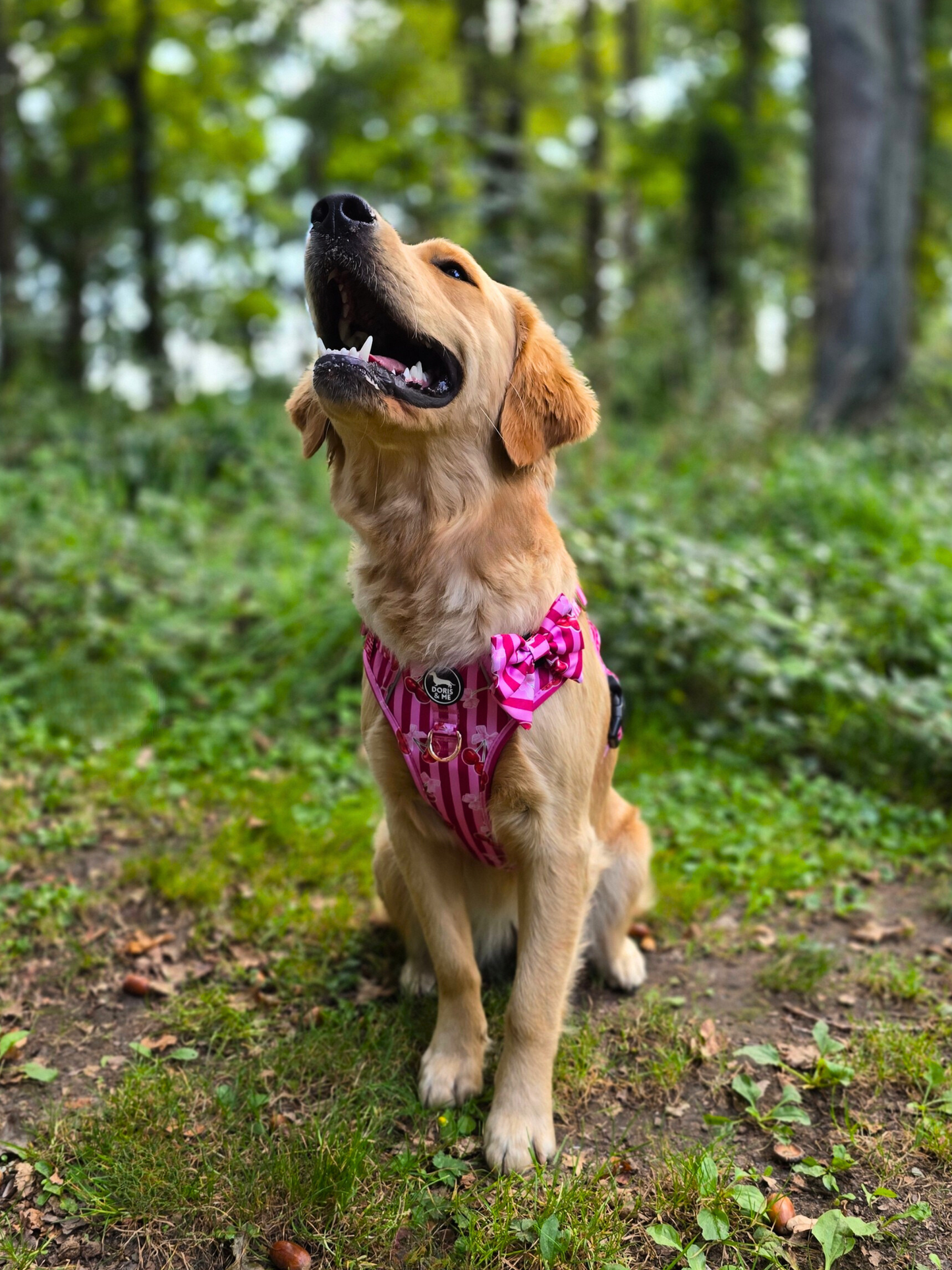Thank you Cherry much! - Tough Tails No Pull Dog Harness