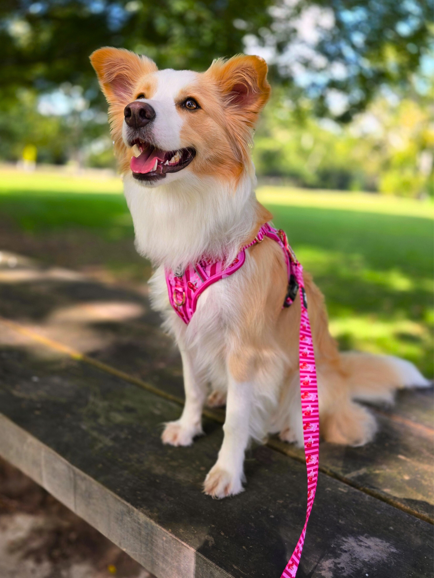 Thank you Cherry much! - Tough Tails No Pull Dog Harness