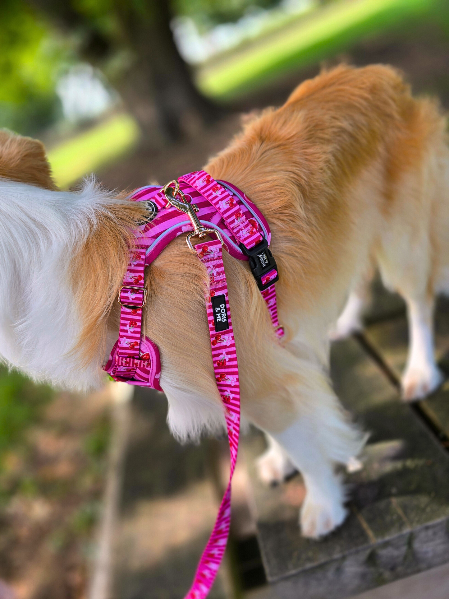 Thank you Cherry much! - Tough Tails No Pull Dog Harness