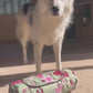Paws & Go Travel Mat- Western