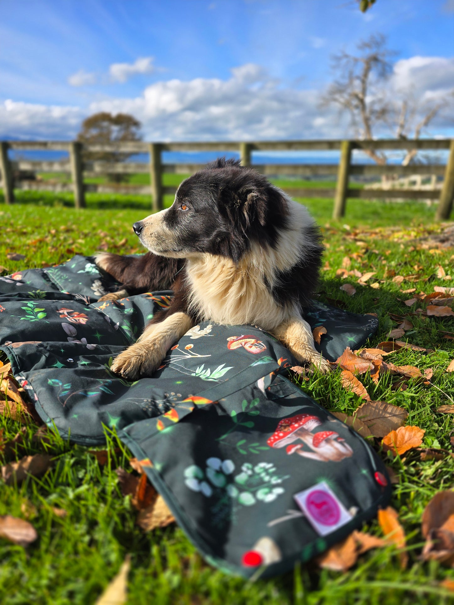 Paws & Go Travel Mat- Shroomies & Zoomies