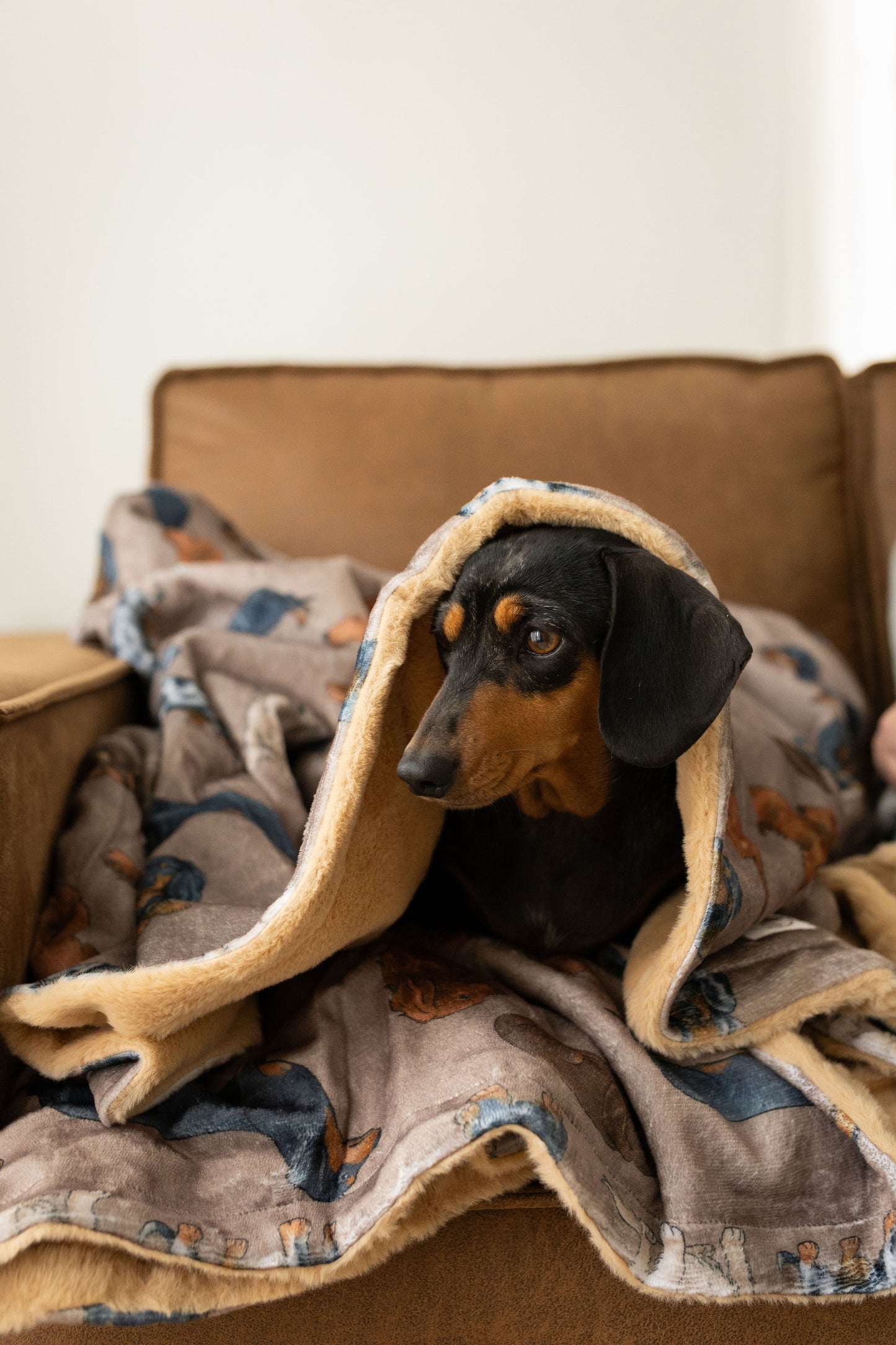 Large Throw Blanket- Dachshund