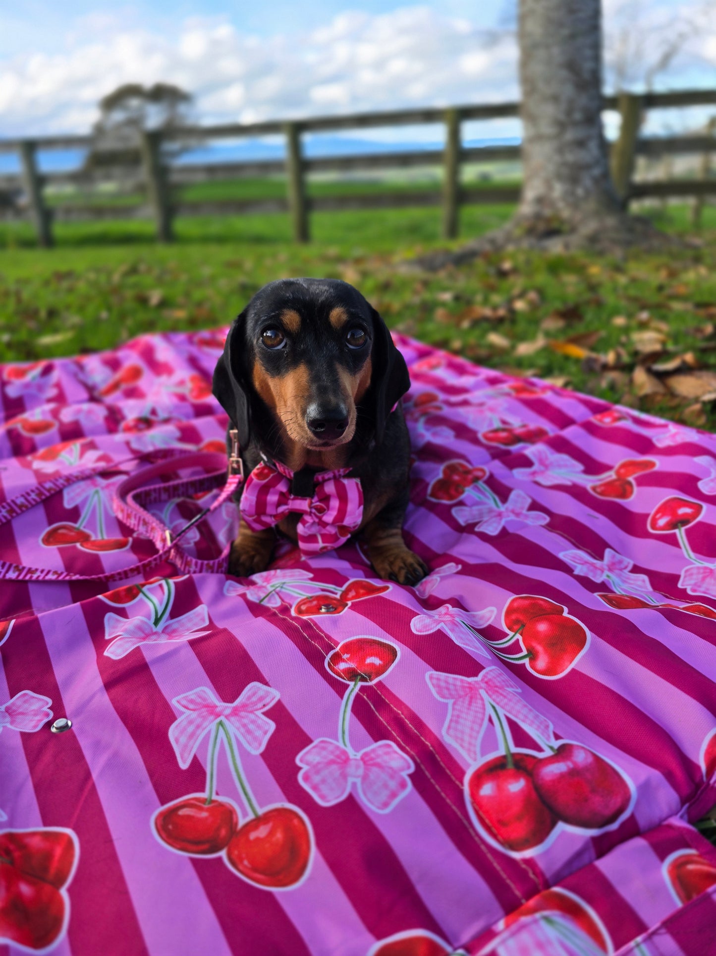 Paws & Go Travel Mat- Thank you Cherry much