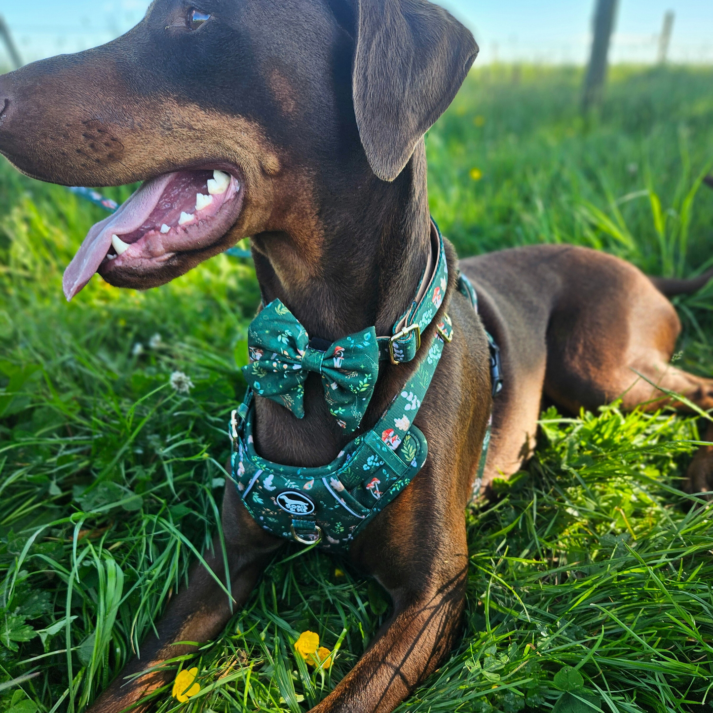 Shroomies & Zoomies- Sailor Bow Tie
