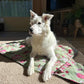 Paws & Go Travel Mat- Western