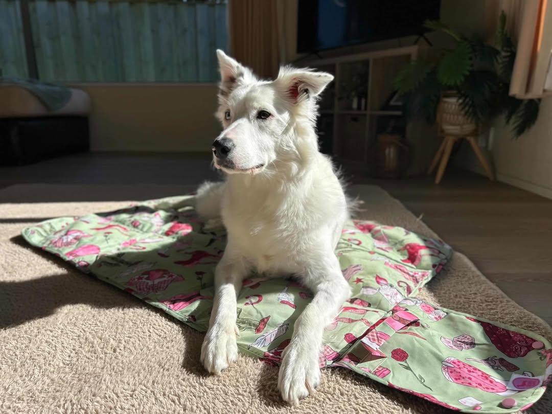 Paws & Go Travel Mat- Western