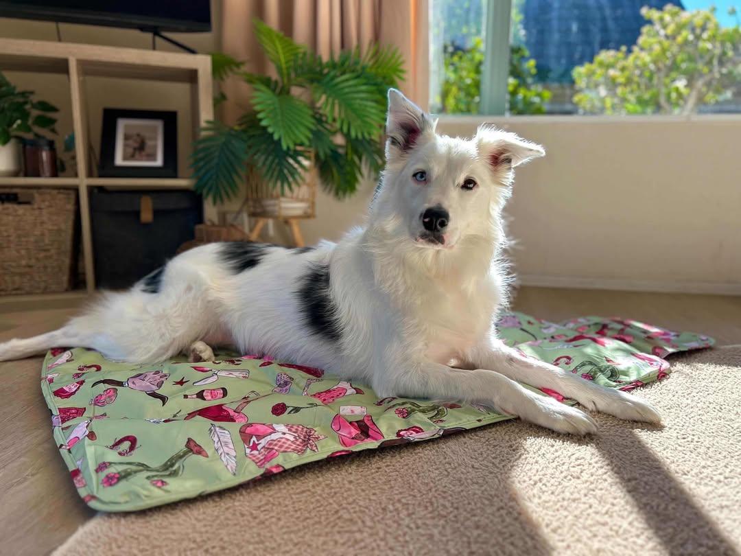 Paws & Go Travel Mat- Western